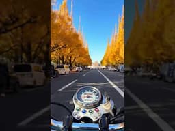 This is ‘ginkgo street’ in the Aoyama/Gaien area of Tokyo. The trees peak mid Nov. - early Dec.