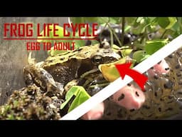 FROG LIFE CYCLE - Every stage from frogspawn to adult frog!