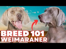 Weimaraner Everything You Need To Know