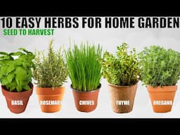 Top 10 Easy To Grow Herbs For Beginners | SEED TO HARVEST