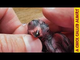 Raising Two Turacos - Giving Life to Eggs That Almost Didn't Make It