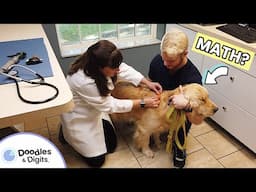 Math at the Animal Hospital! How Vets Use Numbers to Keep Pets Healthy