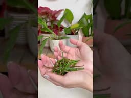 Bare vine plant rescue #plants #houseplants #indoorplants #planthacks