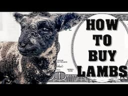 Guide To Buying Lambs // Rare Miniature Sheep