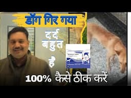 डॉग को गिरने से हुए दर्द अकड़न लंगड़पन को 100% ऐसे ठीक करें 👉🏽 Pain Relief Medicine for dogs