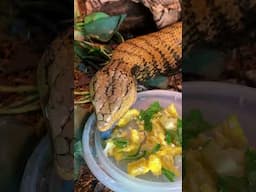 Breakfast 😋 #reptiles #beardeddragon #bluetongueskink #redfootedtortoise