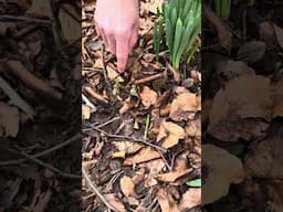 Wild garlic shoots :) #foraging #wildfood #foragingcourses #wildplants #wildfooduk #wildgarlic