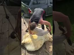 Suffolkx ewe shearing #sheep #shearing