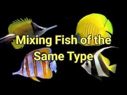 How to Mix Fish of the Same Genus | The Prestige Reef Dork Show Ep 77