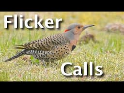 Northern Flicker Calls Explained (4 Sounds & What They Tell You)