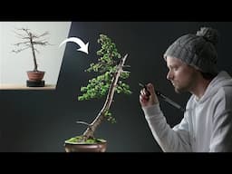 Transformation of a Japanese Larch Bonsai Tree