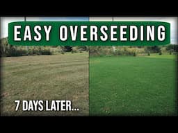 Easy Lawn Overseeding Guide // Scalp Dethatch Aerate Overseed