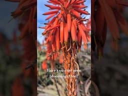 Blooming Aloe in December #botanical #naturetherapy #zen