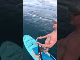 Paddle Boarding With Whales