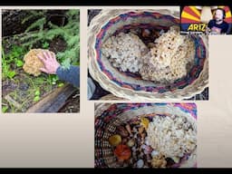 Foraging in the Arizona Mountains: Why the Mogollon Rim is Special