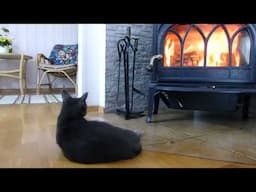 Cat likes heat from stove