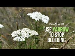 Natural First Aid: How to Use Yarrow to Stop Bleeding