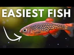 Top 12 BULLETPROOF Fish That Survive in ANY Aquarium!