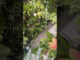 TINY Indoor Garden (3x5 meters) Brimming With Houseplants 🪴 Greenwall Update