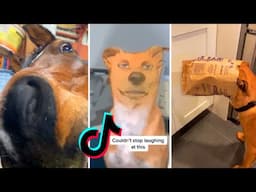 UNBELIEVABLE!! I DOUB you didn't laugh at TikTok's Animals 😂