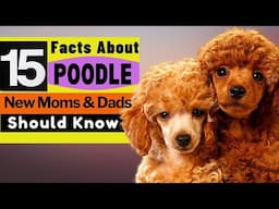 15 Important Facts About Poodle Dog All New & Prospective Owners Should Know