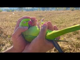 Cute Ringneck parrot Enjoying cuddles