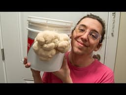 Grow Lion's Mane Mushrooms In A Bucket At Home (No Sterilization Or Pasteurization!)