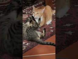 Playing kittens #funny #kitten #cute #cats #funnyvideos #catslover #playing