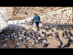 How Pigeons Farm Make Million Eggs and Meat - Inside Modern Organic Pigeons Farm