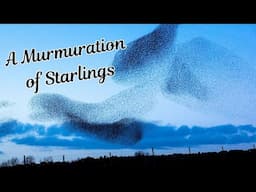 Starling Murmuration | A Spectacular Phenomenon of Nature