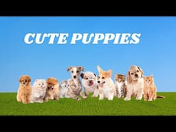 Cute and Funny Dog Videos | Baby Dogs | Funniest & Cutest Puppies #shorts