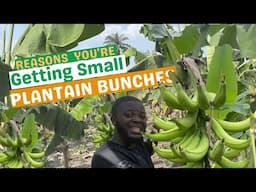 REASONS YOU KEEP GETTING SMALL BUNCHES OF PLANTAINS/ How to get quality plantain bunches.