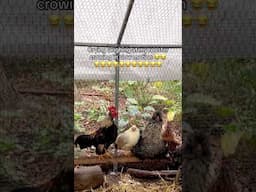 Rooster Crowing in slow motion vs normal | Best Rooster Sound | Rooster in the Morning #rooster