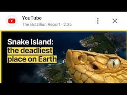 Snake Island only for brave men Golden Snakes Viper Snakes # deadliest Island # Brazil islands