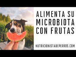 Alimenta la microbiota de tu perro con frutas.