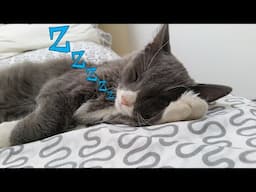 Sleepy 😴 And Clumsy 😻 Cats - Cute Kittens Falling Asleep