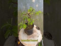 #tamarind #bonsaitree #bonsai #gardening #bonsai is my passion