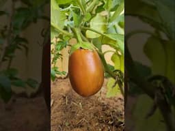 Brinjal seeds collection | கத்திரி விதை சேகரிப்பு #seeds #shorts #brinjal