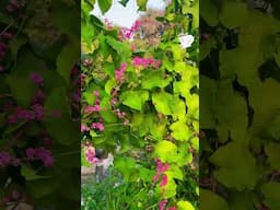 Coral vine in my Mom’s garden!! ( Batani puvvu/Mexican creeper/Antigonon leptopus)