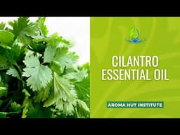 Cilantro Essential Oil