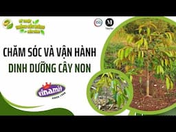 Chăm sóc và vận hành dinh dưỡng cây non #6 - Nông Gia Huỳnh Quới