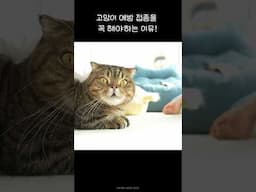 고양이 예방 접종 꼭 해야하는 이유!