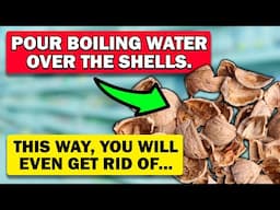 Not waste, but a valuable remedy! How to properly use walnut shells...