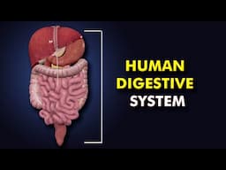 Structure and Function of Human Digestive system: 3d model Explanation