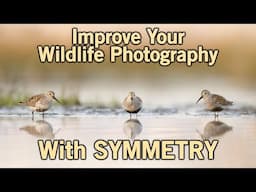 Improve Your Photography by Using Symmetry in Wildlife Photography Composition