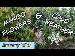 Mango Flowers & Cold Weather (January 2025)