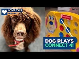 This smart pup knows how to play Connect 4 🐶 | LOVE THIS!