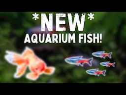 Getting *NEW* Aquarium Fish For My Online Store! | AFK Vlog #3