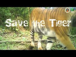 Save the Tiger | Global Tiger Day 2024 To be continue