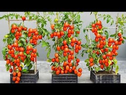 Grow 10 TIMES MORE Tomatoes in Plastic Containers for Quick Harvest?